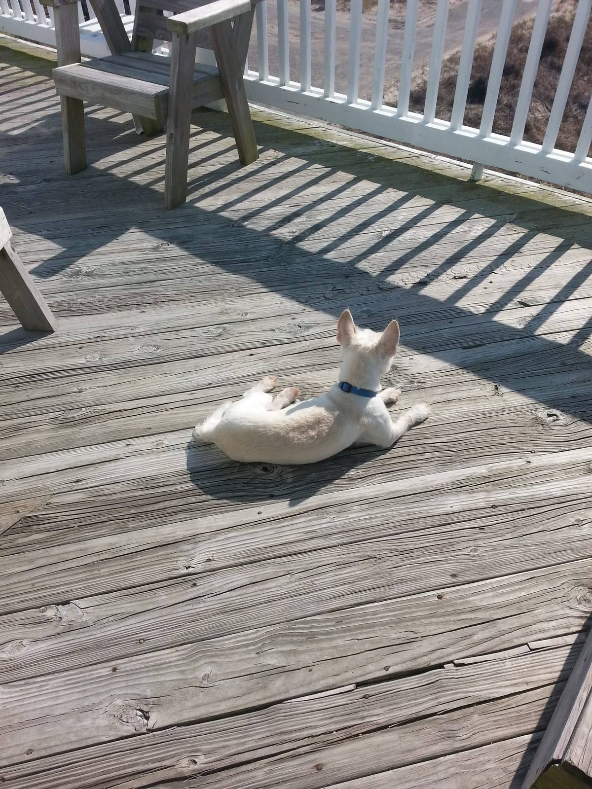 A small white dog lying on a sunlit wooden boardwalk