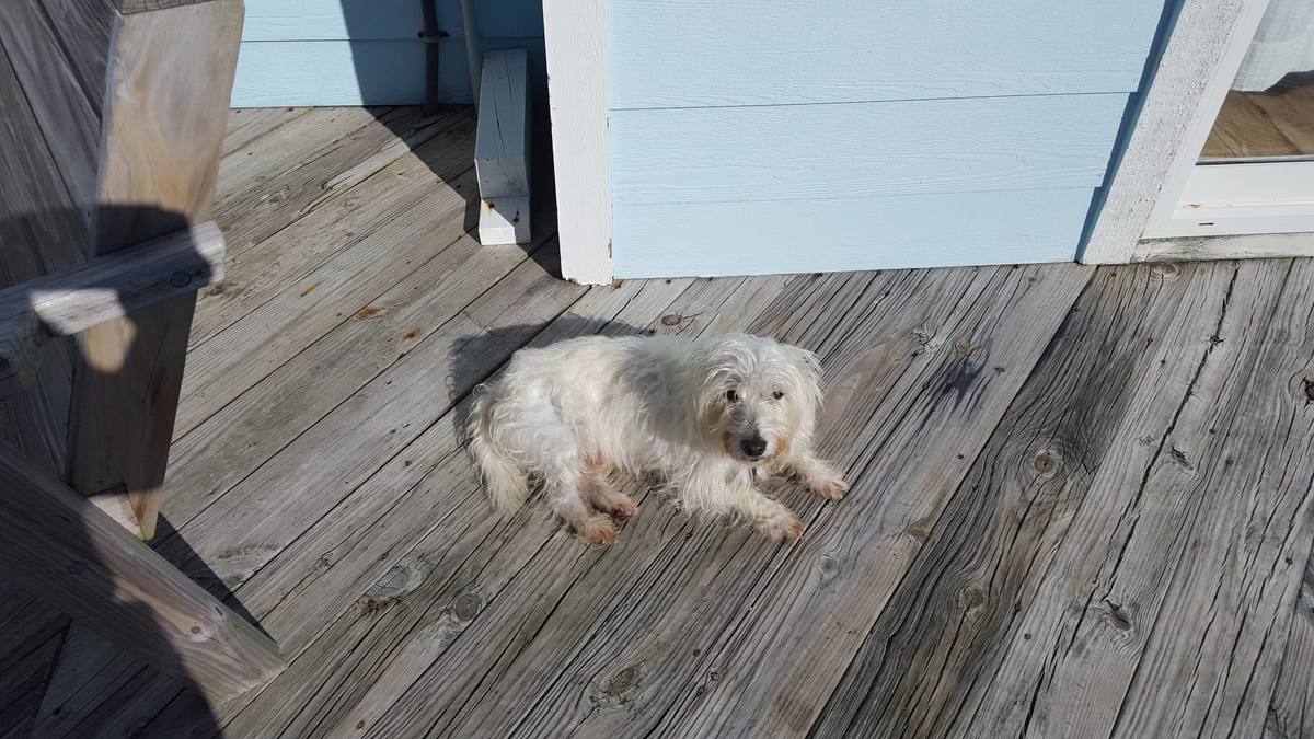 A small white dog lying on a wooden deck in the morning sun