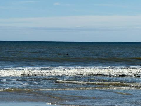 Two dolphins surfacing in the ocean just beyond a breaking wave, seen from the shore