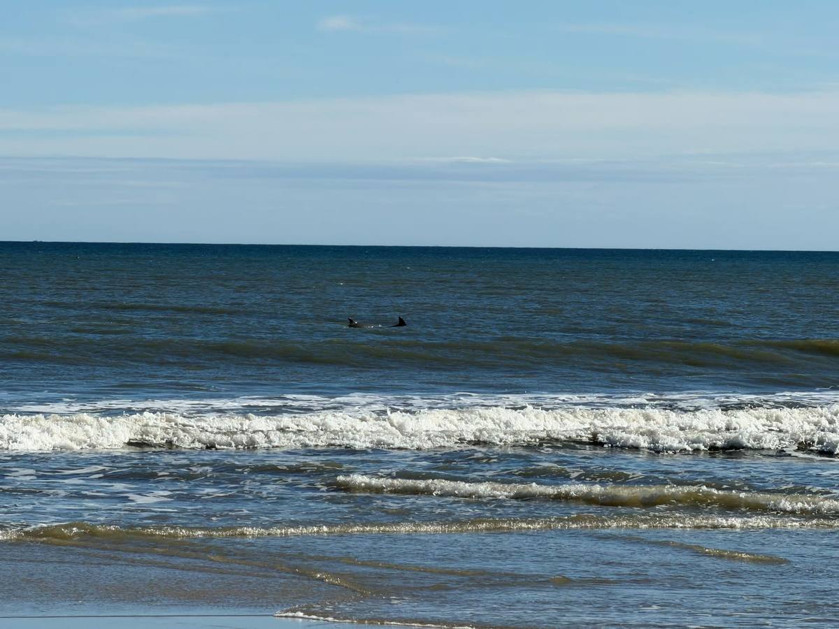 Two dolphins surfacing in the ocean just beyond a breaking wave, seen from the shore