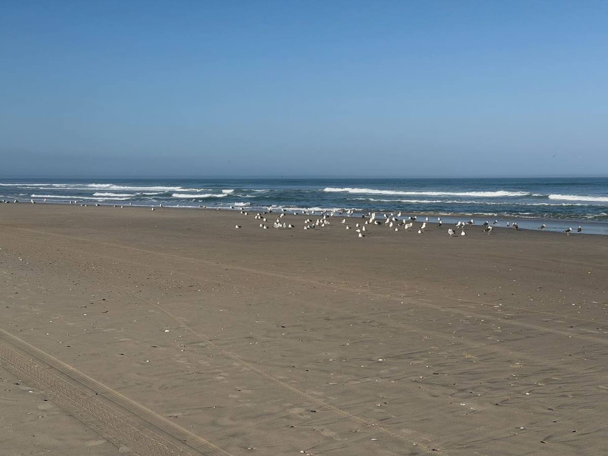 A flock of gulls gathered on the wet sand at the edge of the surf