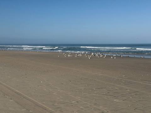 A flock of gulls gathered on the wet sand at the edge of the surf