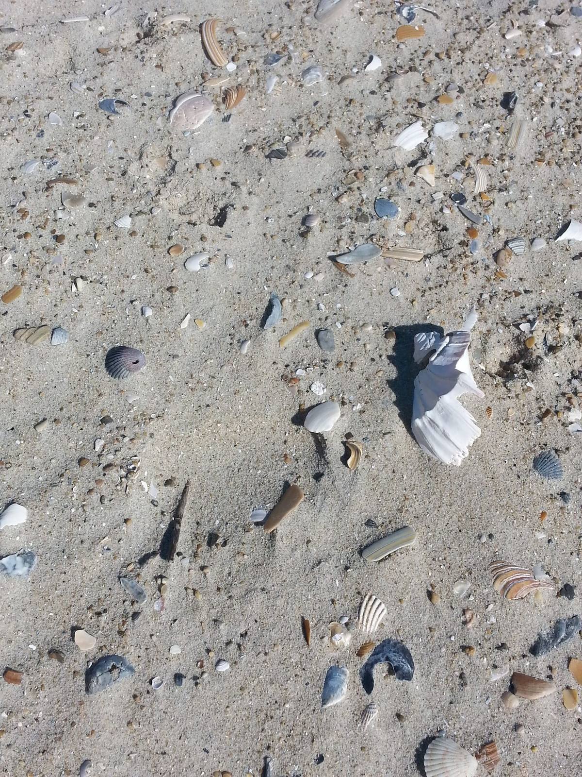 Small shells and pebbles scattered across the sand