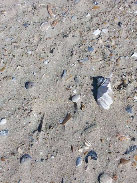 Small shells and pebbles scattered across the sand