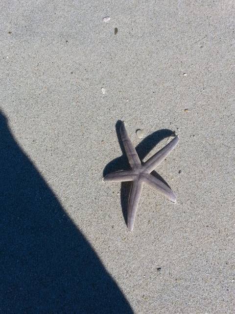A dried starfish lying on smooth sand in bright sun